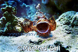 Nik D200-sealux housing-just good luck-did he want to eat... by Manfred Bail 